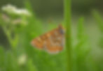 A marsh fritillary butterfly sits with its wings closed