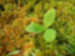 A bogbean plants sits amongst sphagnum