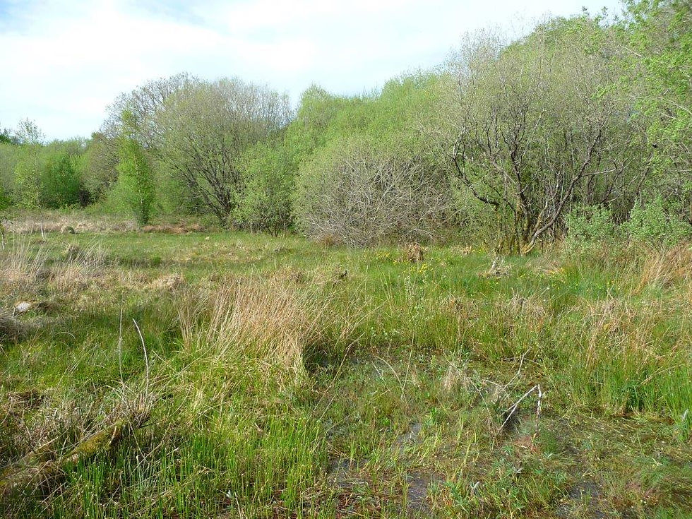 A wetland landscape is backed by trees
