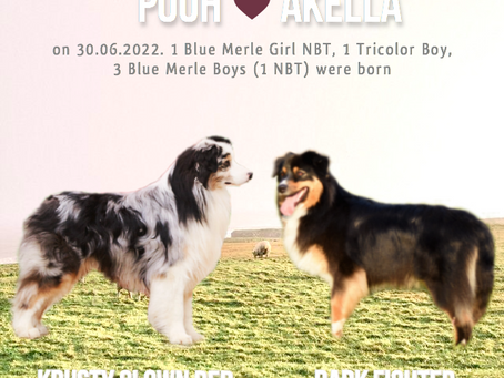Our summer bloom - Australian Shepherd puppies