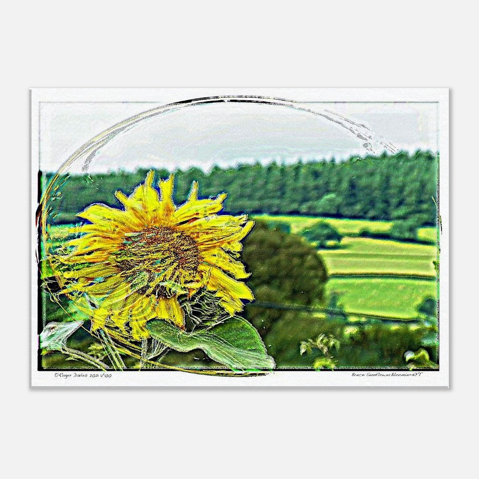 Thumbnail: Brecon Sunflower Bloomin-NFT