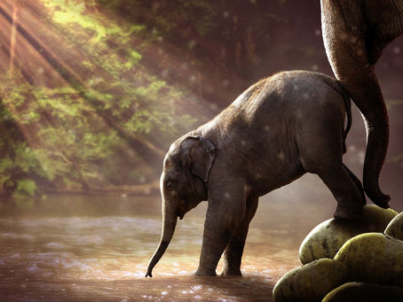 What If Humans Had Elephant Noses?