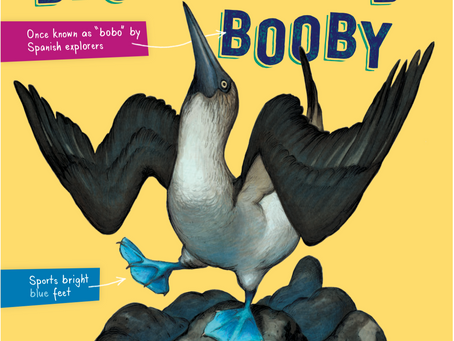 Curious about the Blue-Footed Booby
