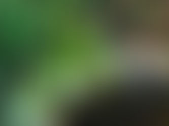 Curious About a Slytherin Snake