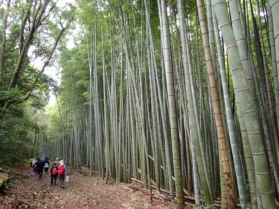 中島西部コースの道④
