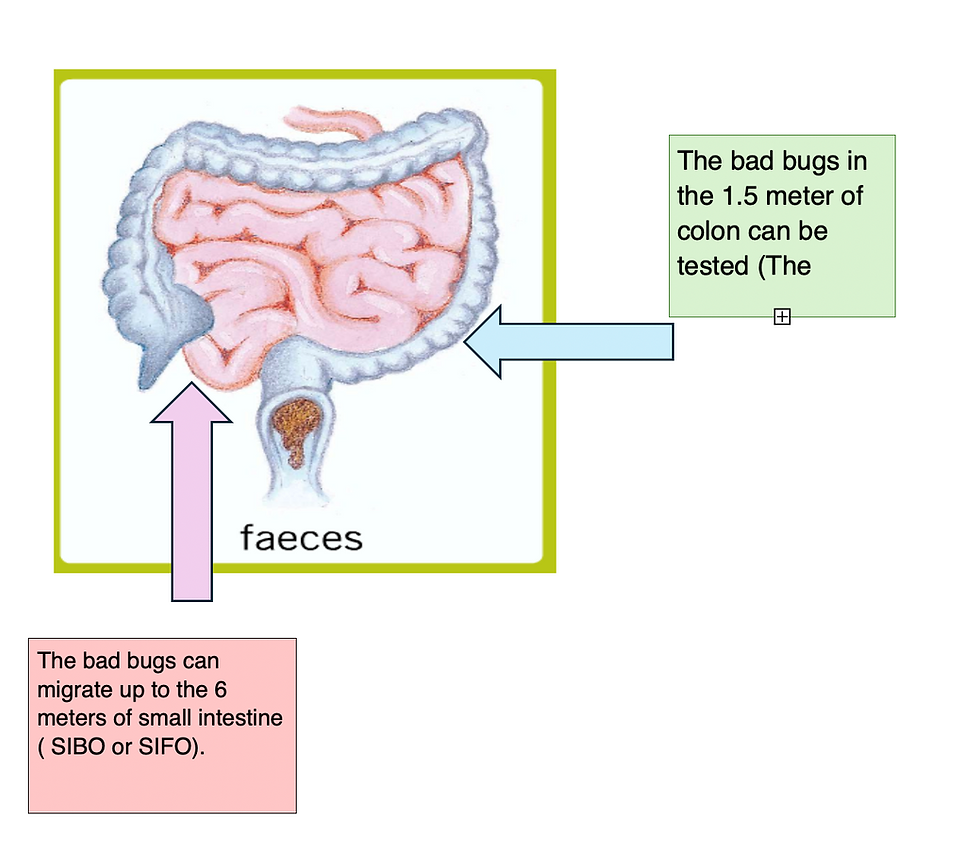 Animal Health matters - Microbiome Restoration for Dogs and Horses