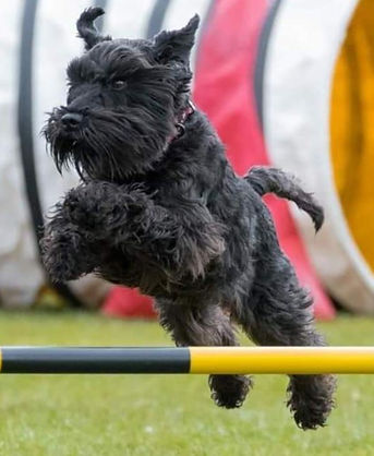 Jumping Dog - Integrative Veterinary Therapies Animal Health Answers