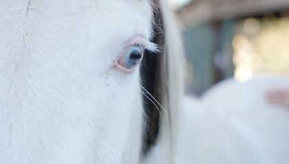 Apache the white horse with bright blue eye