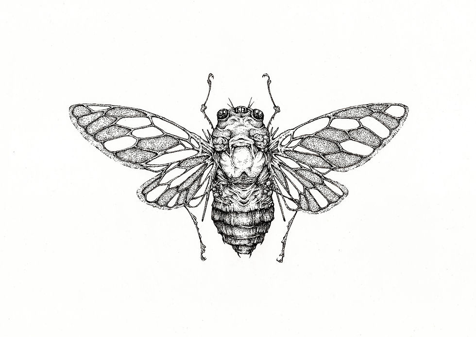 蝉