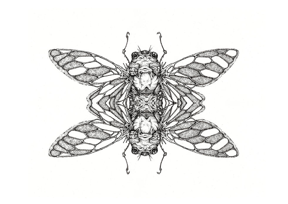 蝉2