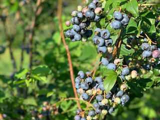 Perfectly Imperfect Local Summer