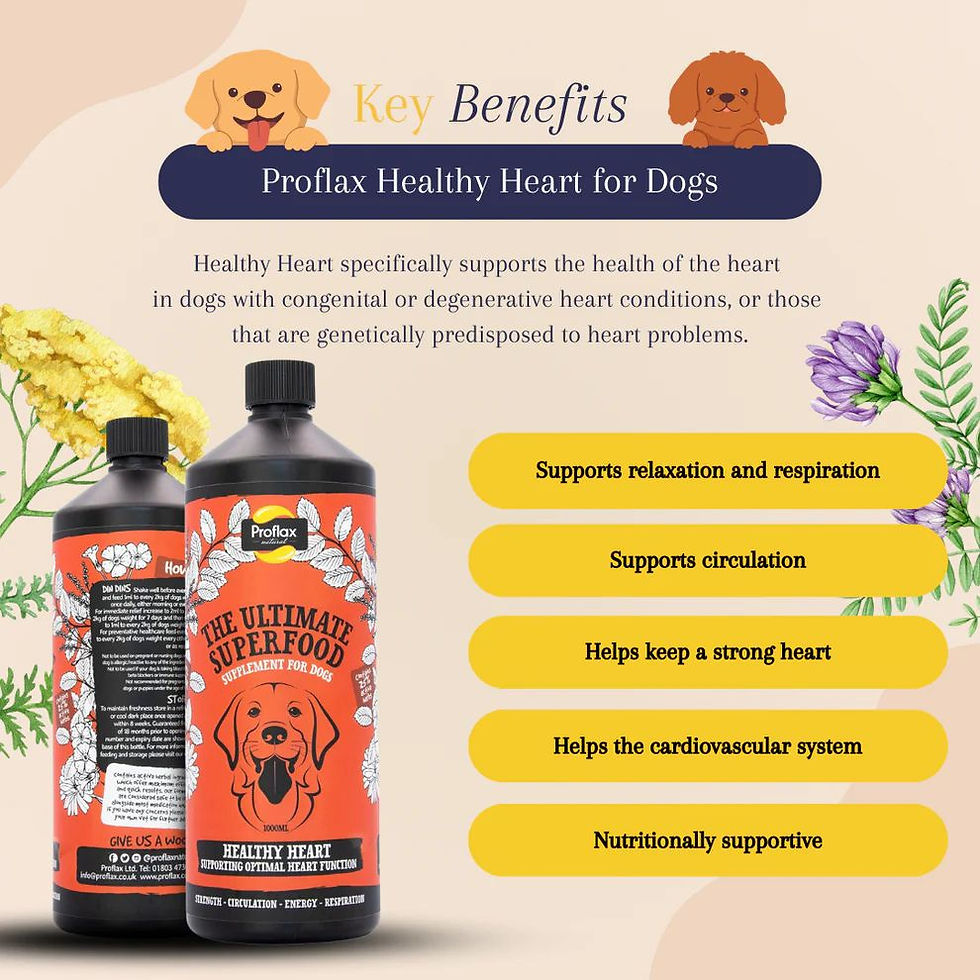 Thumbnail: Healthy Heart Oil For Dogs: The Ultimate Superfood