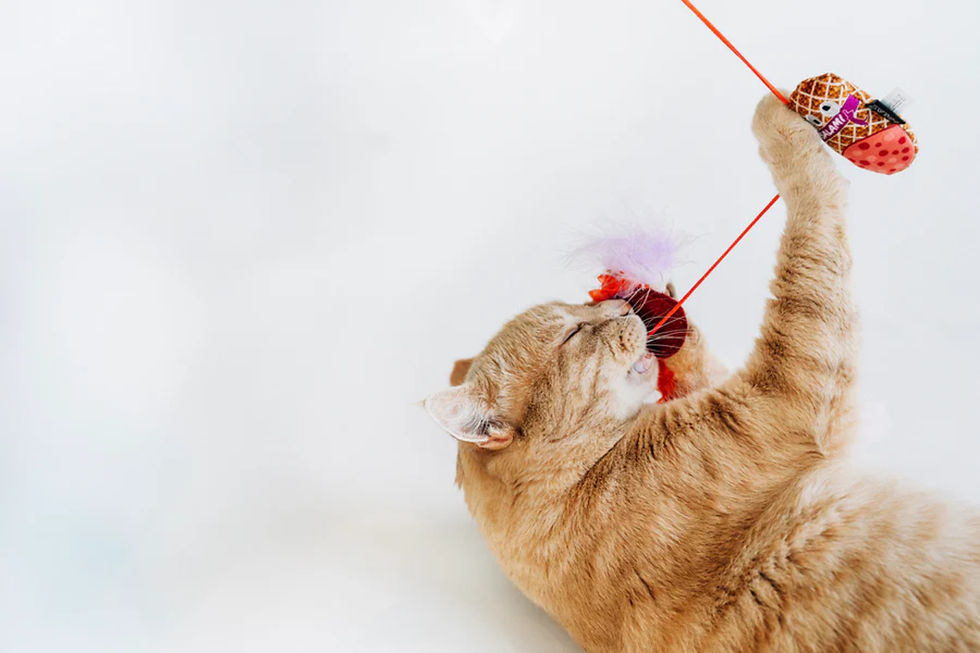 Thumbnail: Feline Frenzy | Swatlami Wand