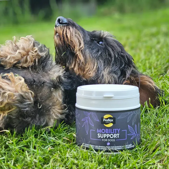 Thumbnail: Mobility Support Powder 350g, For Dogs