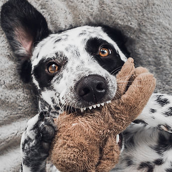 Plush Toys