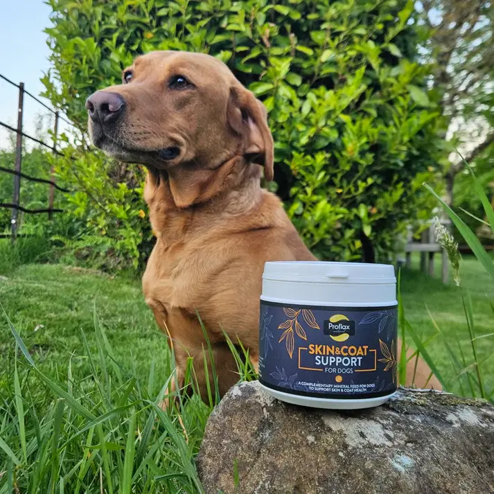 Thumbnail: Skin & Coat Support Powder 350g, For Dogs