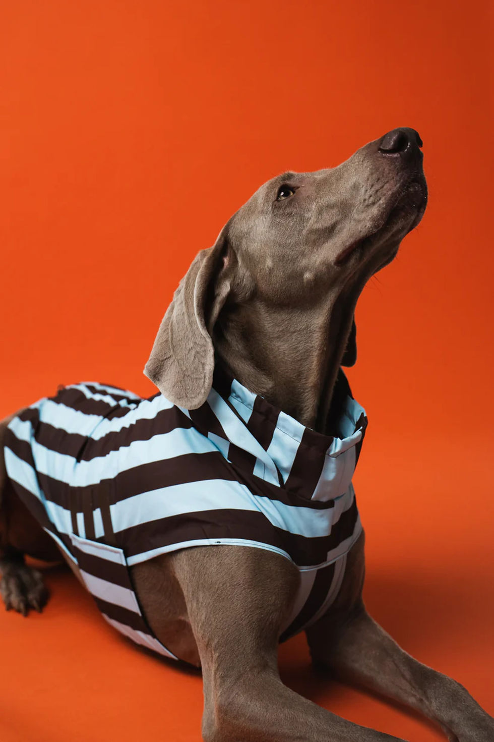 Thumbnail: Blue Stripes on Brown | Sweater