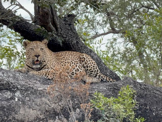 So Much More Than a Safari