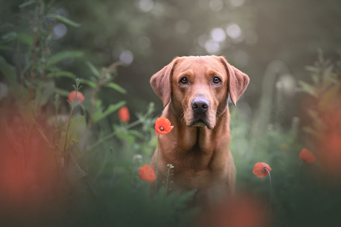 Professional pet photography Jennifer Jefferies Pet Photography England