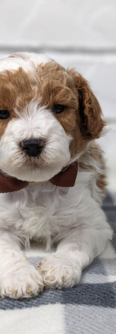 Dashing red parti poodle puppy relaxing with red bow tie