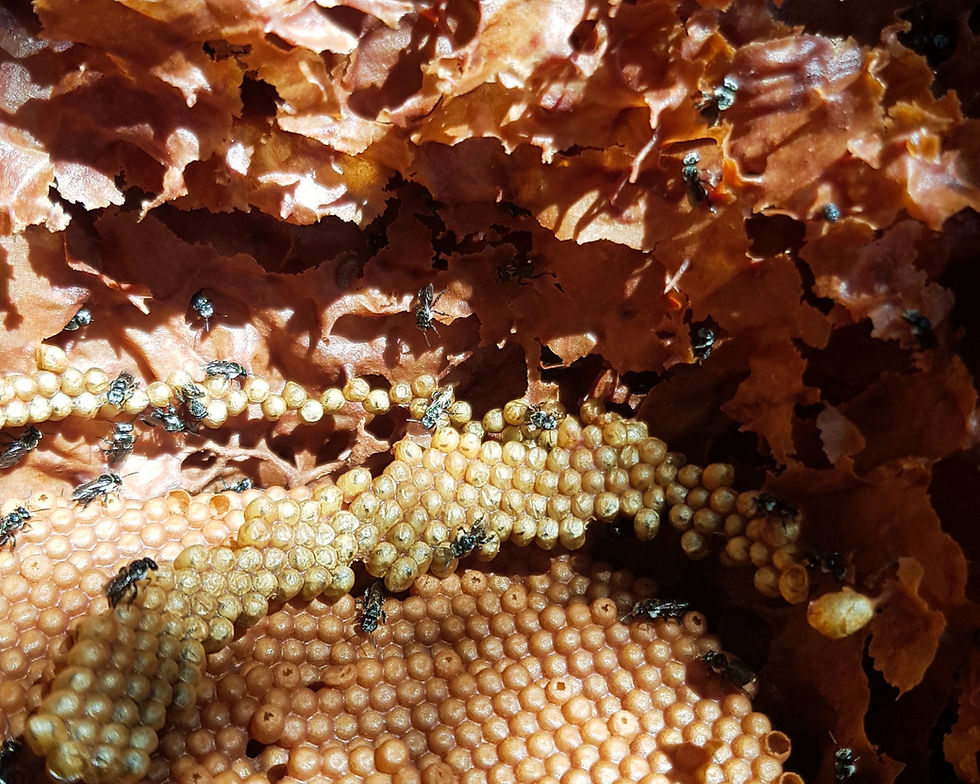 Thumbnail: Native Hive, 1 Year Guarantee