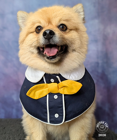 dog school photo.png