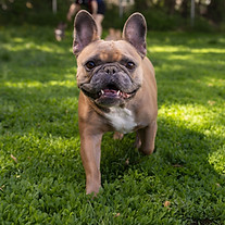 Edmonton french bulldog.jpg