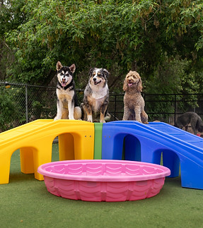 edmonton dog playground.jpg