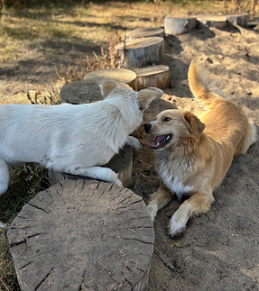 edmonton dog natural outdoor enrichment.jpg