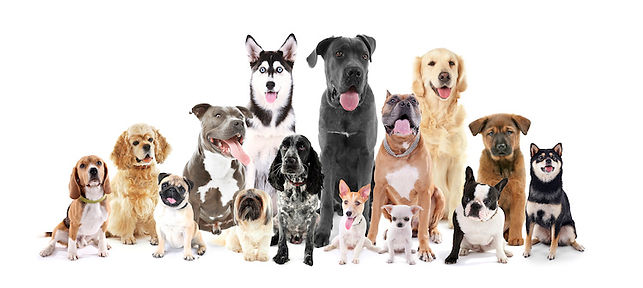 chiens