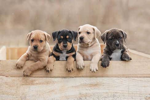 portrait-chiots.jpeg
