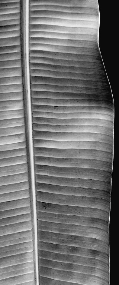 Black and White Leaf_edited.jpg