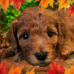 Photoroom-20241116_181541.png