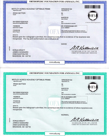 Opie's OFA cert.jpg