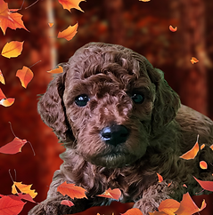 Photoroom-20241116_180656.png