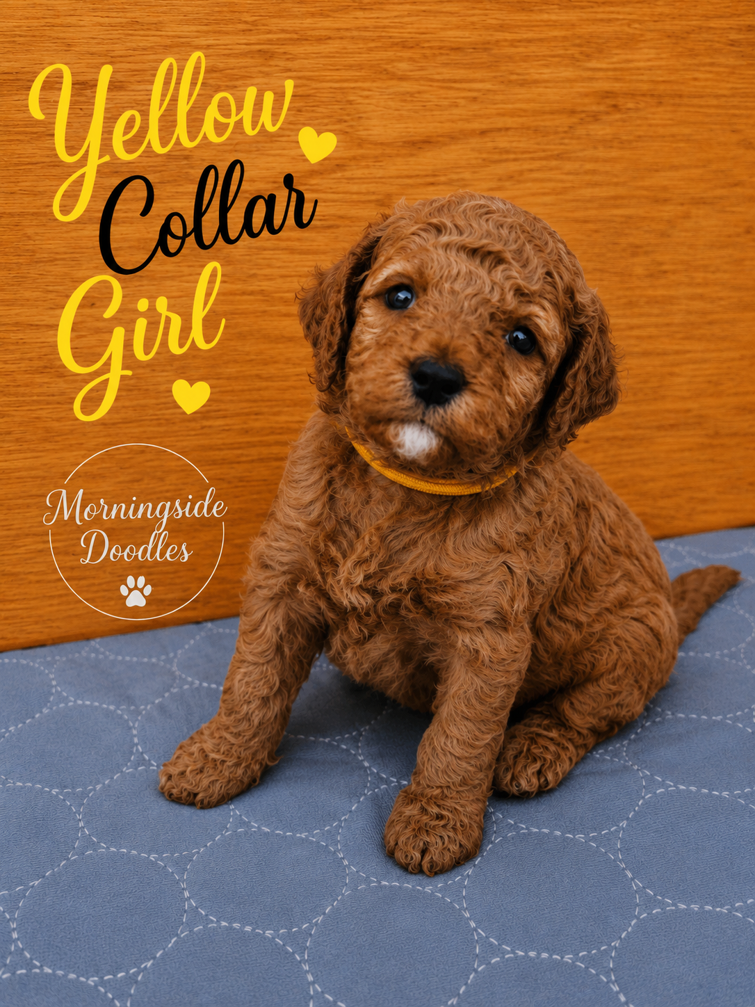 Yellow Collar Girl