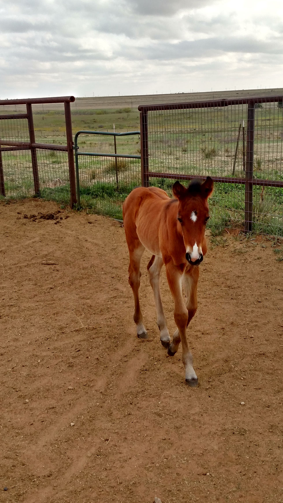 Tuxedo Breve 04 24 2019
