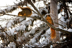 Christmas Day Squirrels