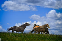 Day_04_Theodore_Roosevelt_D500_Wild_Hors