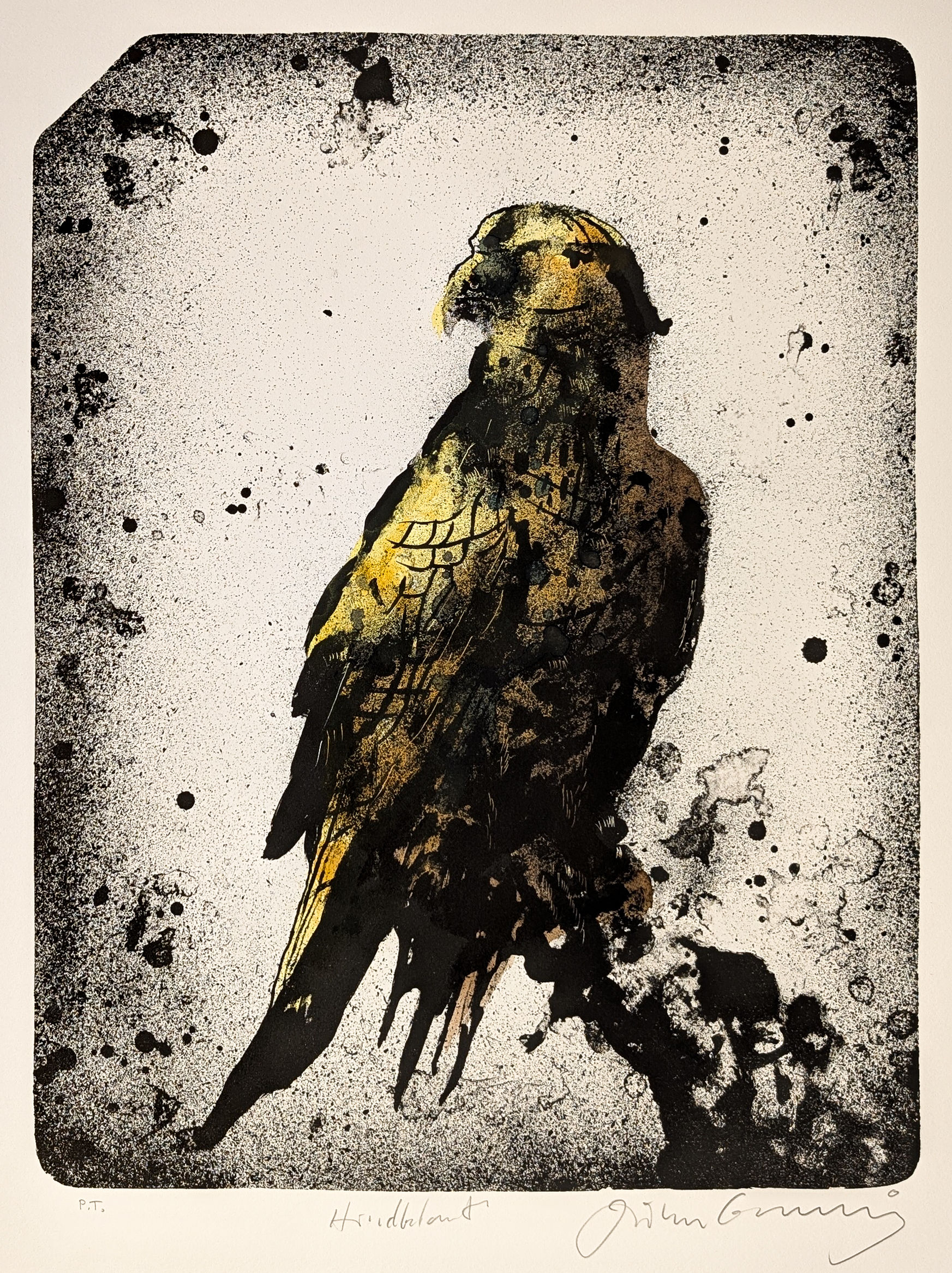 Falk HK - Håkon Gullvåg