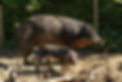Wollschweine04-024-2048x1370.jpg