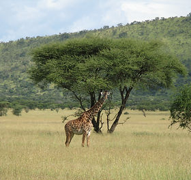 2400-a-giraffe-in-the-serengeti-national-park-stands-in-a-grassland-and-looks-directly-int
