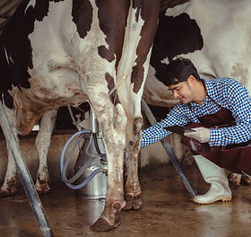 2400-male-farmer-using-tablet-for-checking-on-his-livestock-and-quality-of-milk-in-the-dai