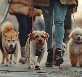 2400-professional-dog-walker-with-diverse-pack-in-city.jpg