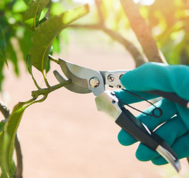 2400-gardening-tool-and-works-pruning-trees-concept-hand-holding-pruning-shears-cuting-man