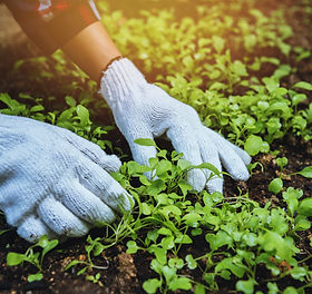 2400-woman-asia-plant-agriculture-vegetable-vegetable-garden-cultivation-and-separate-the-