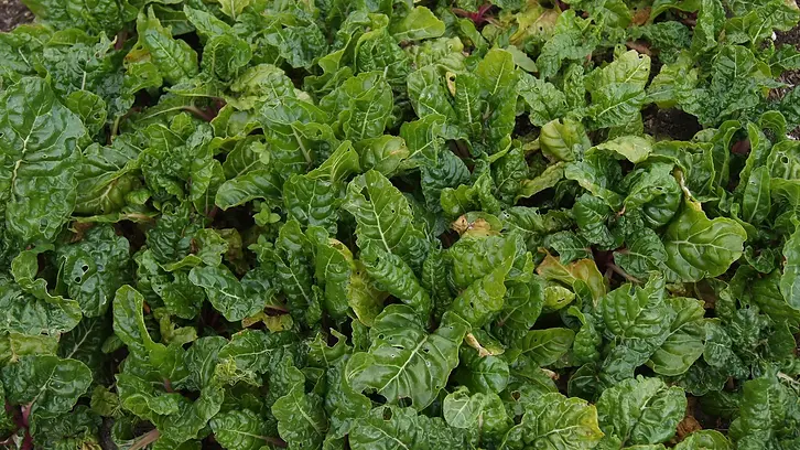 biglettuce