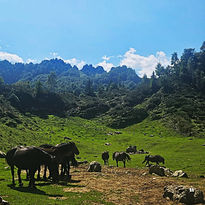 troupeau de chevaux de mérens à l'étang de lers