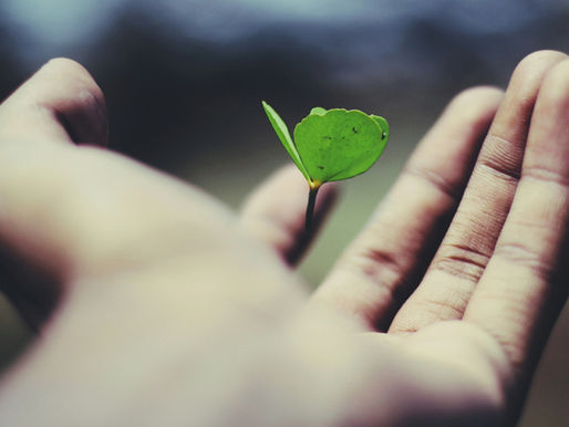 Embracing the Power of a Growth Mindset: How to Cultivate It