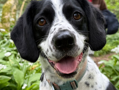 a happy dog